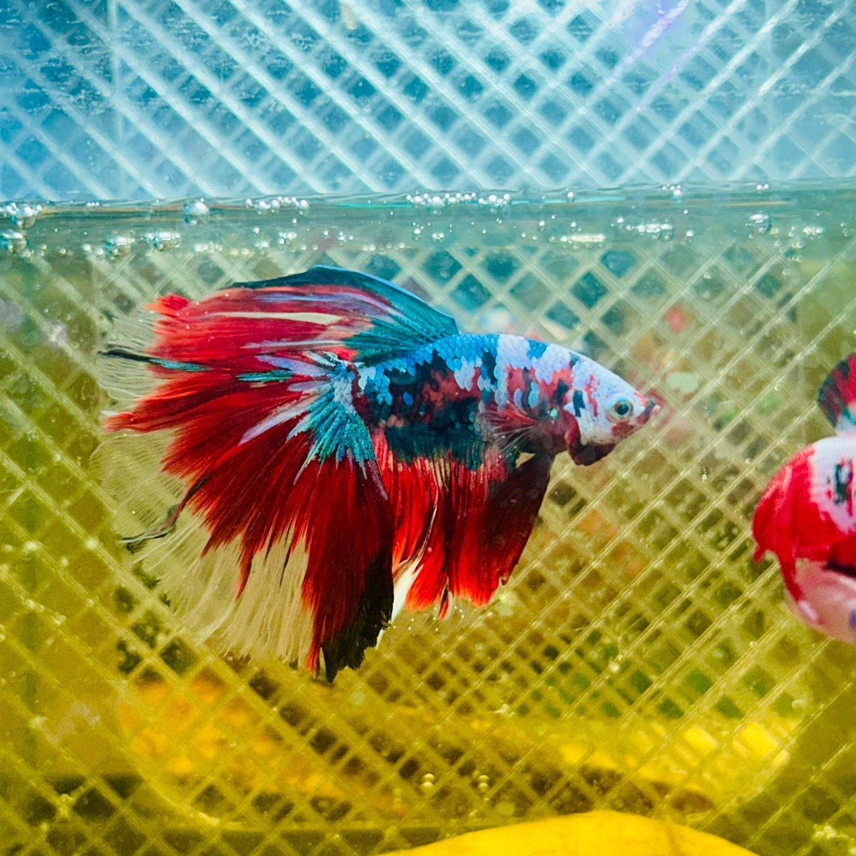 Halfmoon Red Koi Galaxy - Male Betta #065