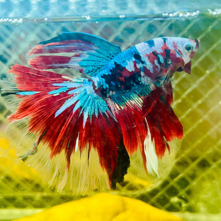 Halfmoon Red Koi Galaxy - Male Betta 065 Live Betta Fish Male betta