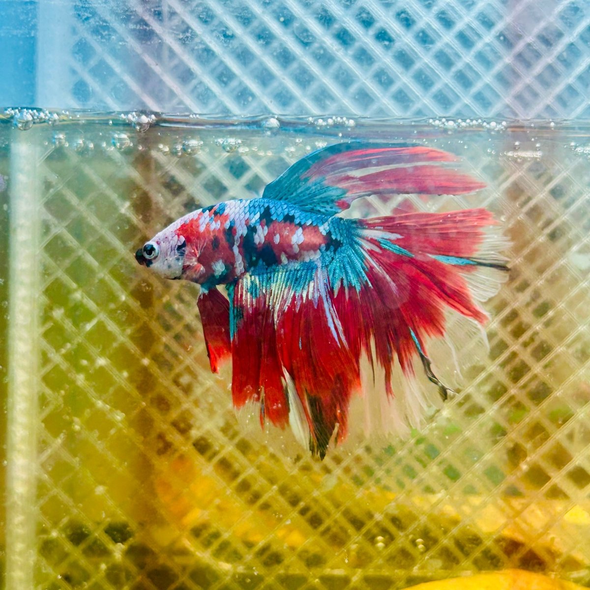 Halfmoon Red Koi Galaxy - Male Betta #065