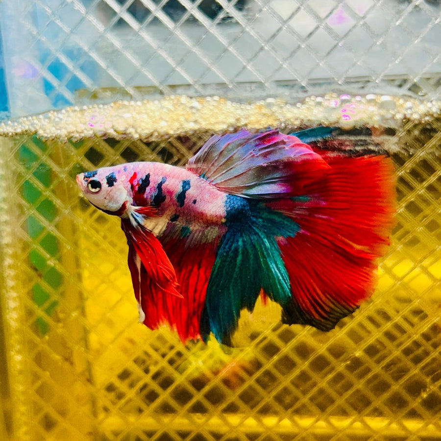 Halfmoon Red Koi Galaxy - Male Betta 077 Live Betta Fish Male betta