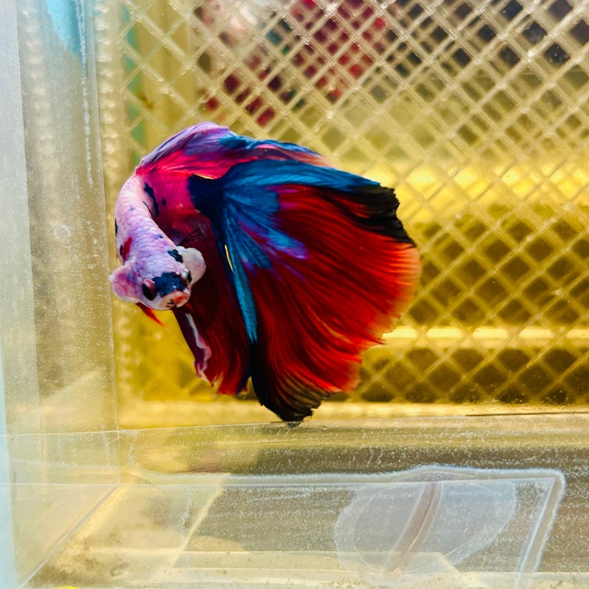 Halfmoon Red Koi Galaxy - Male Betta #077