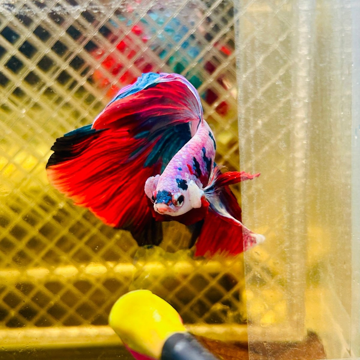 Halfmoon Red Koi Galaxy - Male Betta #077