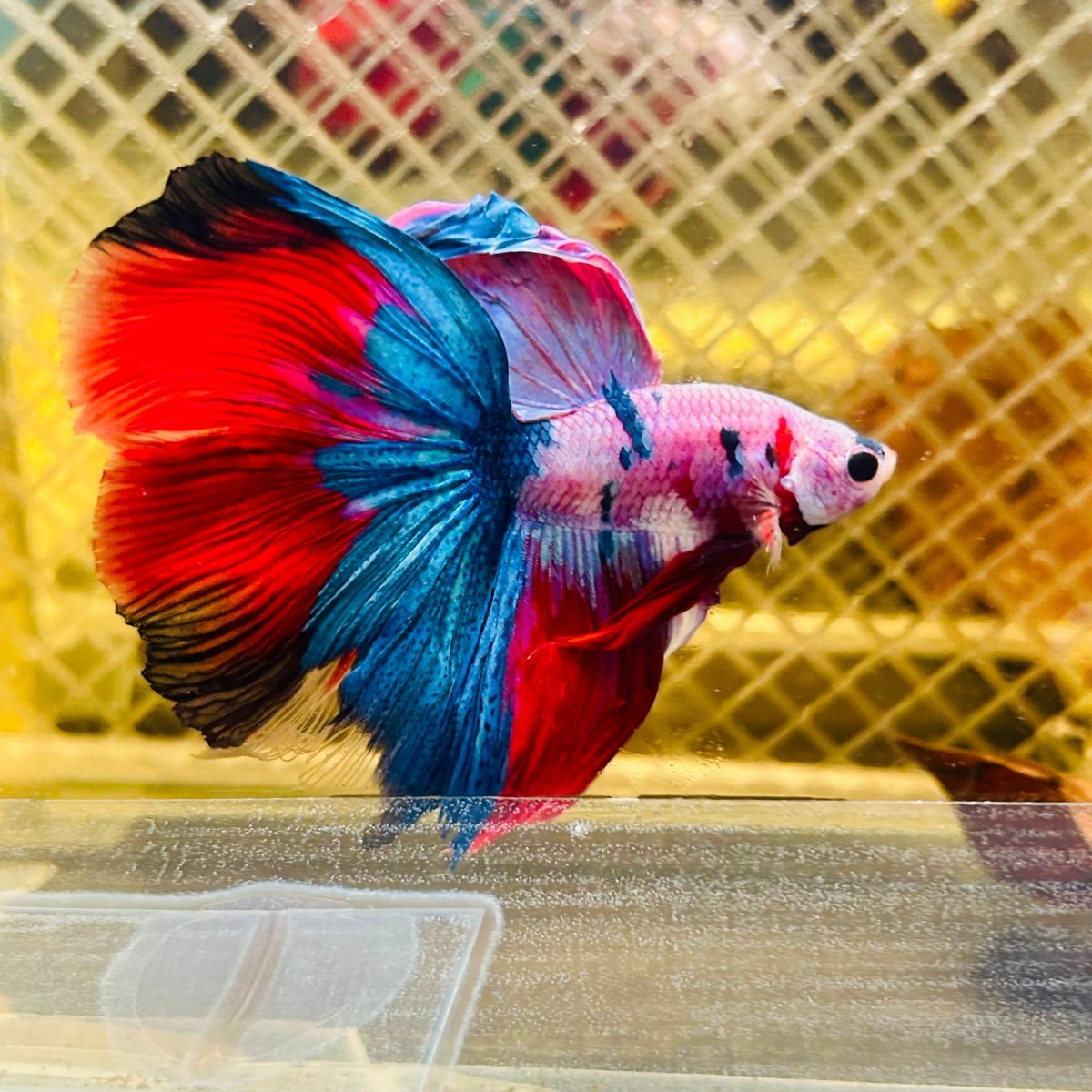 Halfmoon Red Koi Galaxy - Male Betta #077