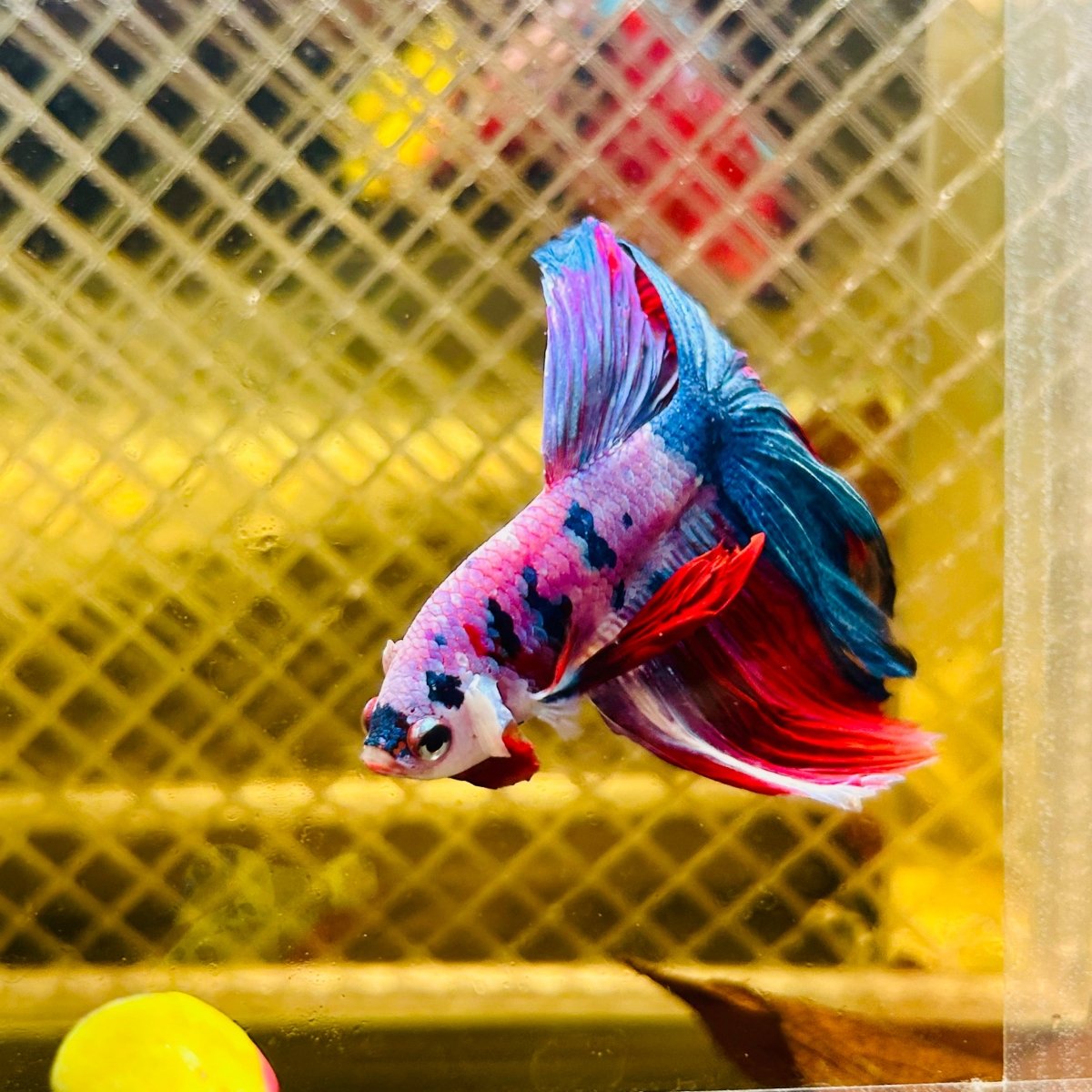 Halfmoon Red Koi Galaxy - Male Betta #077