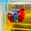 Halfmoon Red Koi Galaxy - Male Betta 077 Live Betta Fish Male betta