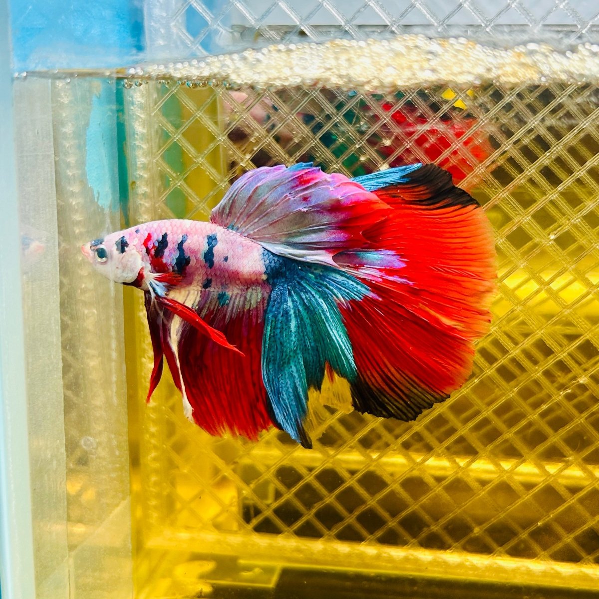 Halfmoon Red Koi Galaxy - Male Betta #077