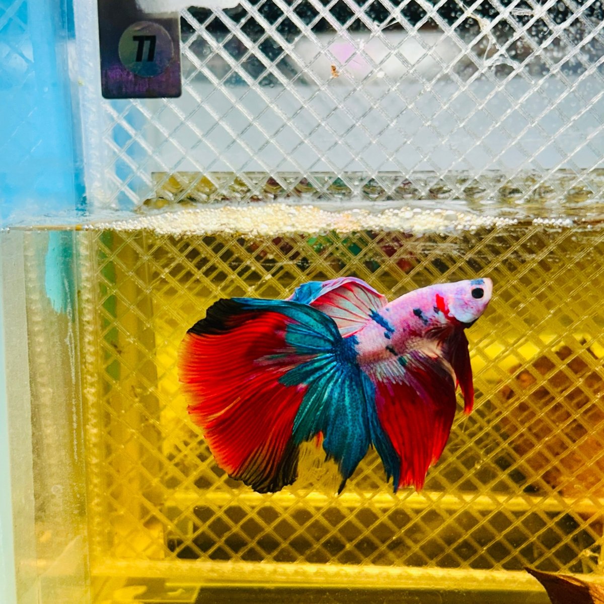 Halfmoon Red Koi Galaxy - Male Betta #077