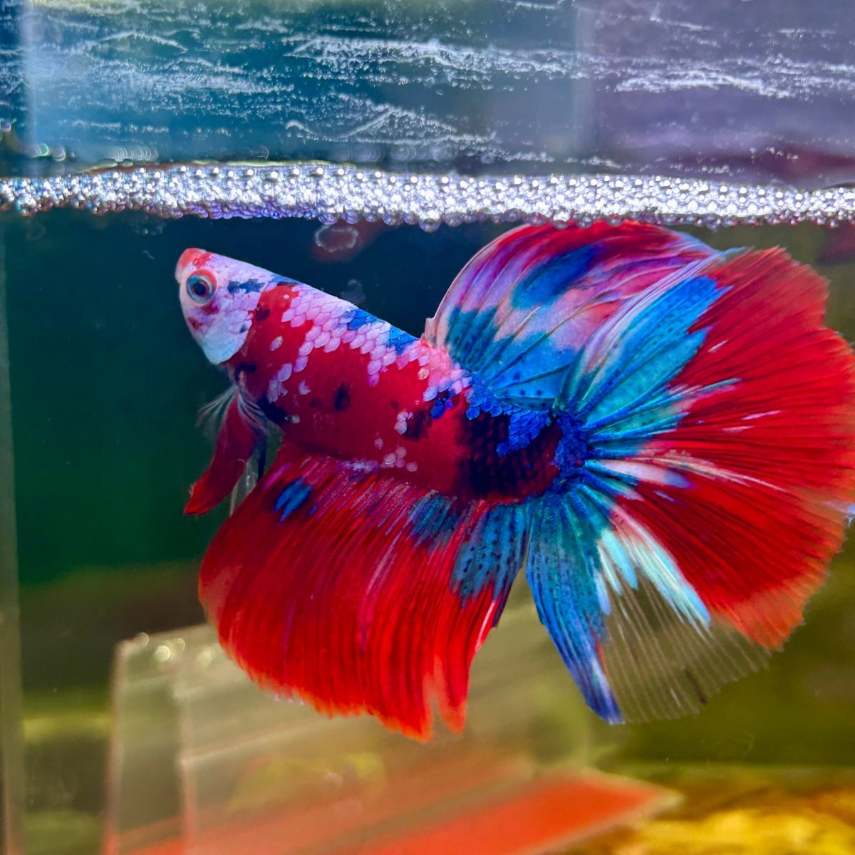 Halfmoon Red Koi Galaxy - Male Betta 109 Live Betta Fish Male betta