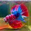 Halfmoon Red Koi Galaxy - Male Betta 109 Live Betta Fish Male betta