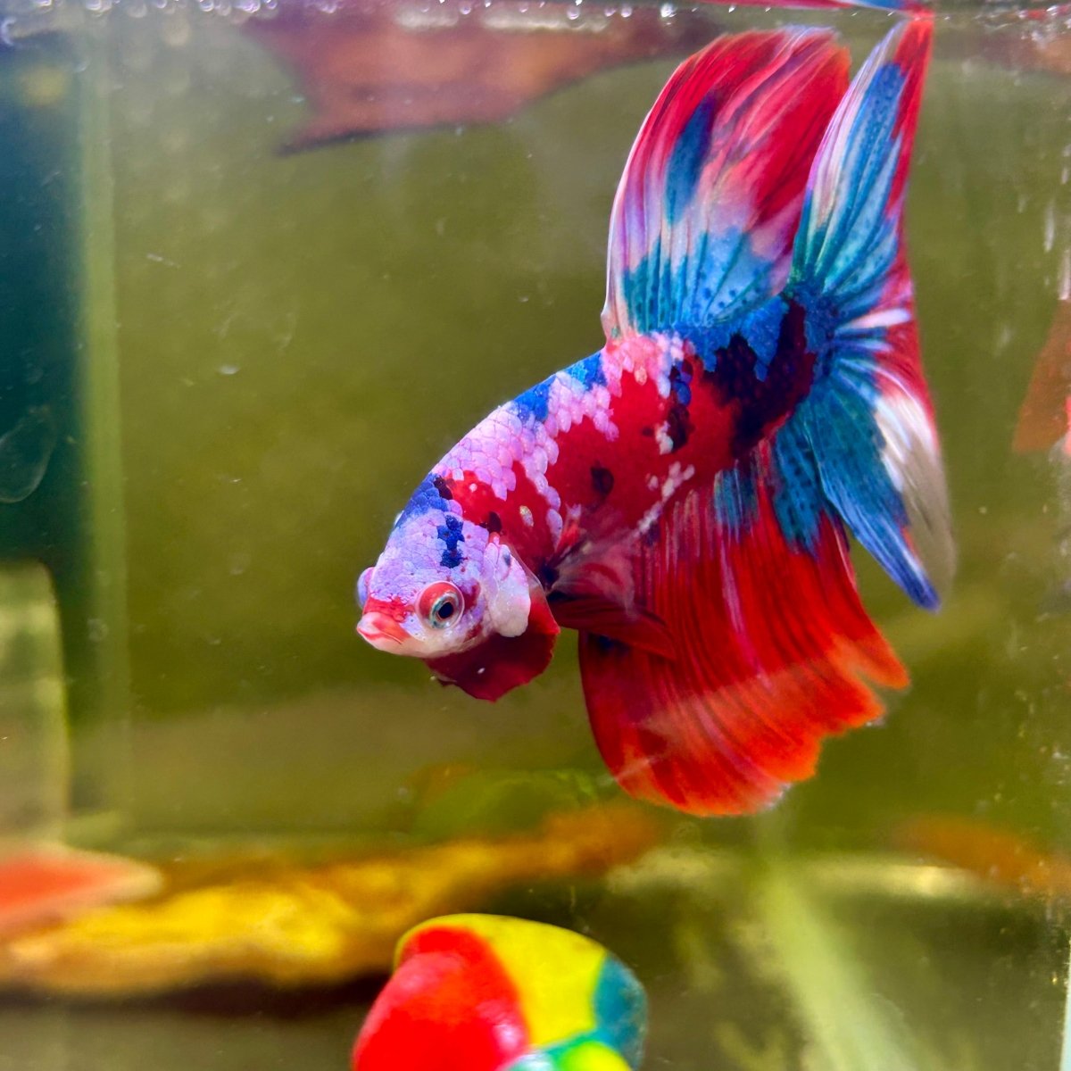 Halfmoon Red Koi Galaxy - Male Betta 109 Live Betta Fish Male betta
