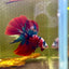 Halfmoon Red Koi Galaxy - Male Betta 109 Live Betta Fish Male betta
