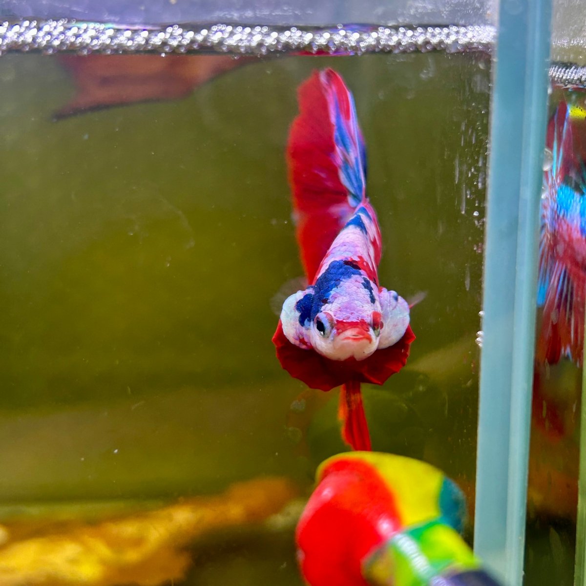 Halfmoon Red Koi Galaxy - Male Betta 109 Live Betta Fish Male betta