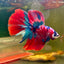 Halfmoon Red Koi Galaxy - Male Betta 109 Live Betta Fish Male betta