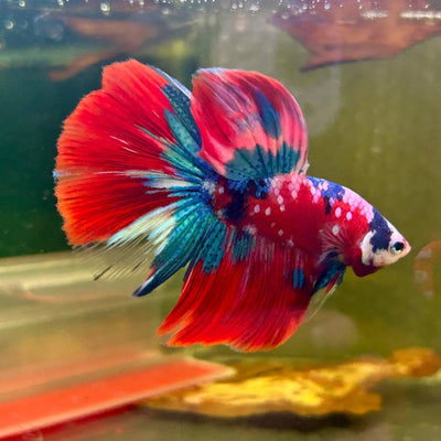 Halfmoon Red Koi Galaxy - Male Betta 109 Live Betta Fish Male betta