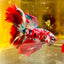 Halfmoon Red Koi Galaxy - Male Betta 111 Live Betta Fish Male betta