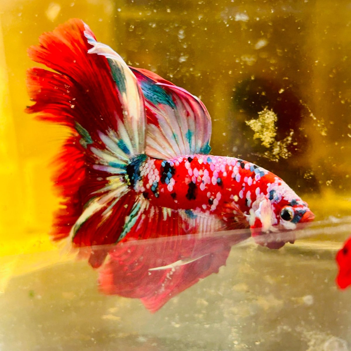 Halfmoon Red Koi Galaxy - Male Betta #111