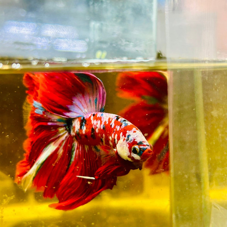 Halfmoon Red Koi Galaxy - Male Betta 111 Live Betta Fish Male betta