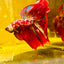 Halfmoon Red Koi Galaxy - Male Betta 111 Live Betta Fish Male betta