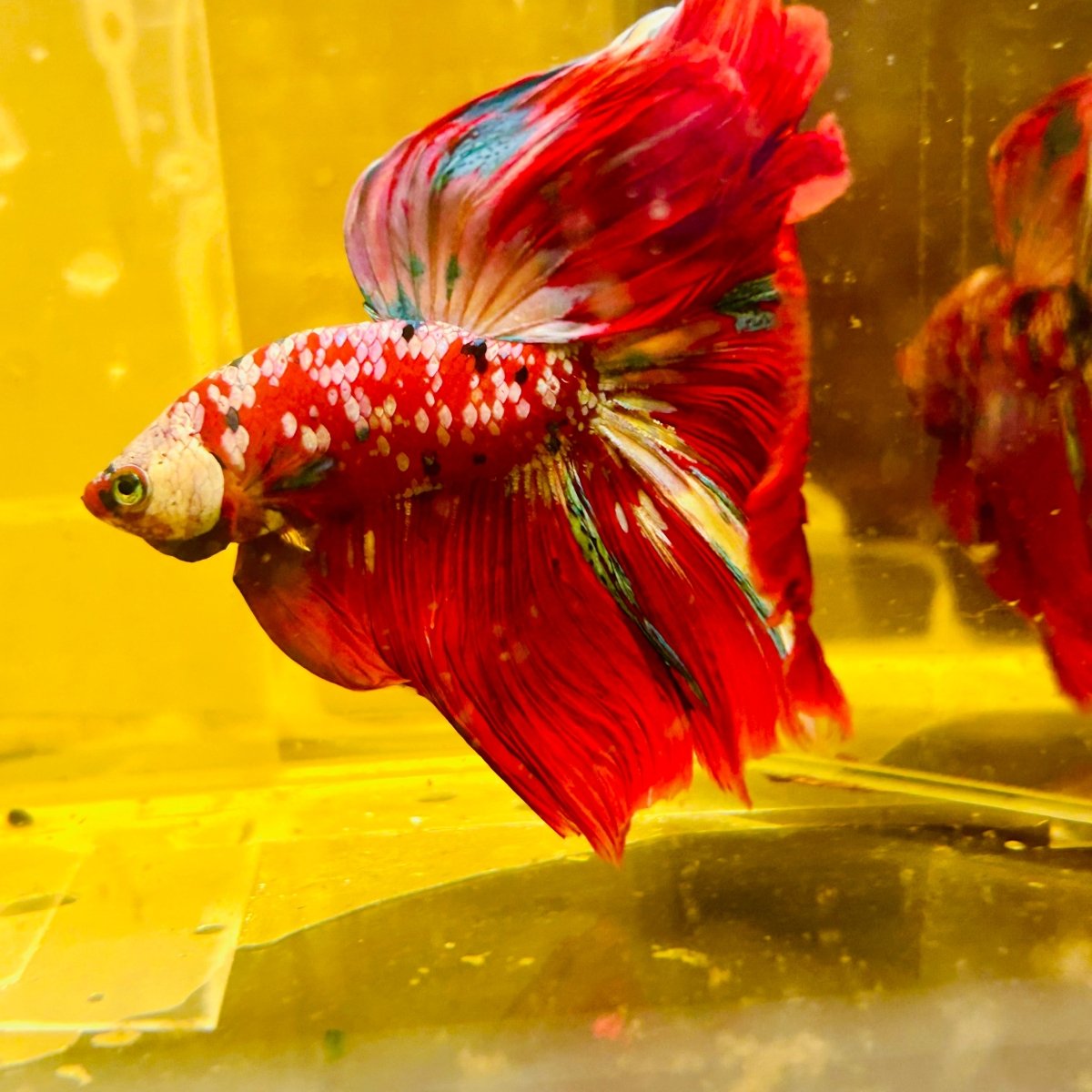 Halfmoon Red Koi Galaxy - Male Betta #111