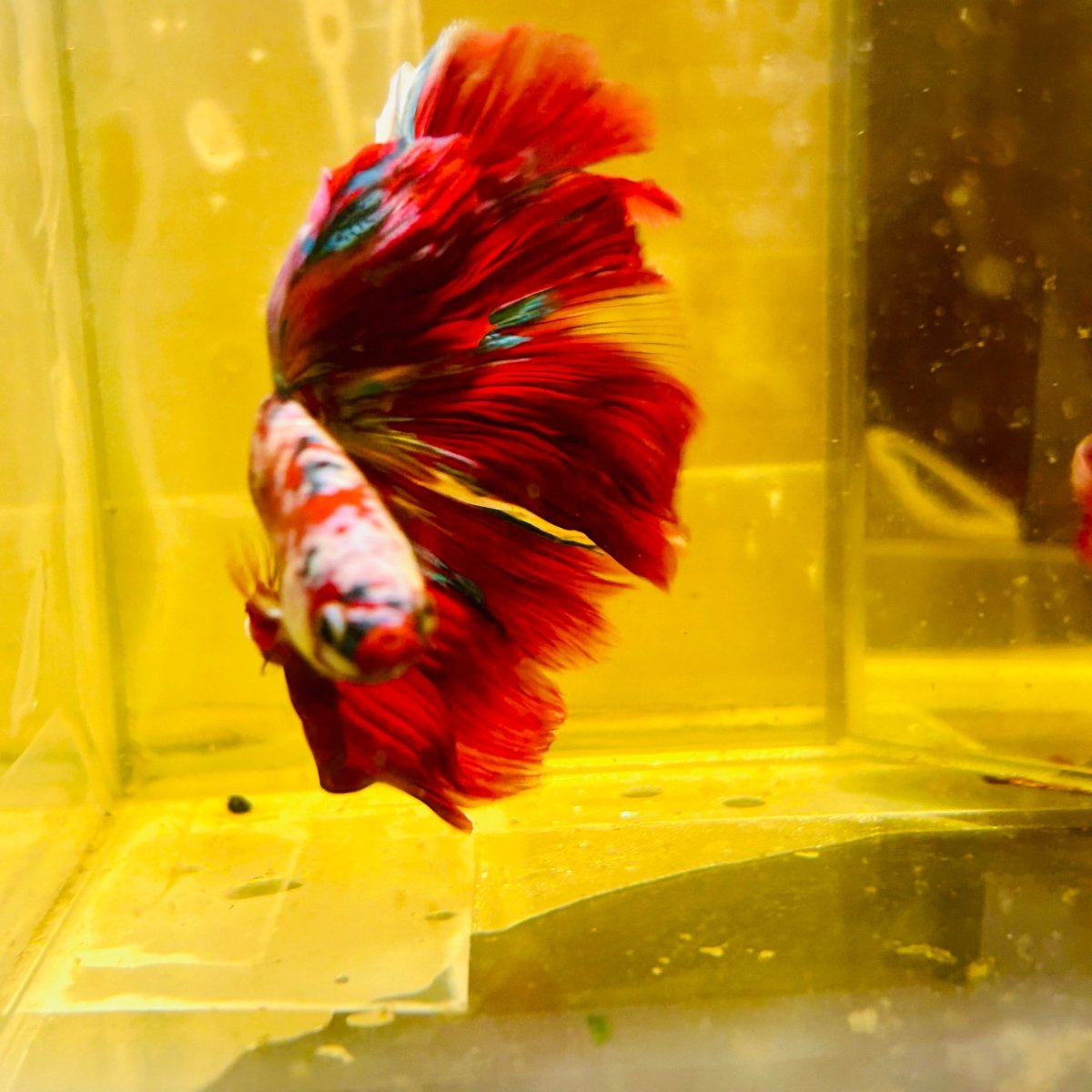 Halfmoon Red Koi Galaxy - Male Betta #111