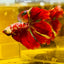 Halfmoon Red Koi Galaxy - Male Betta 111 Live Betta Fish Male betta