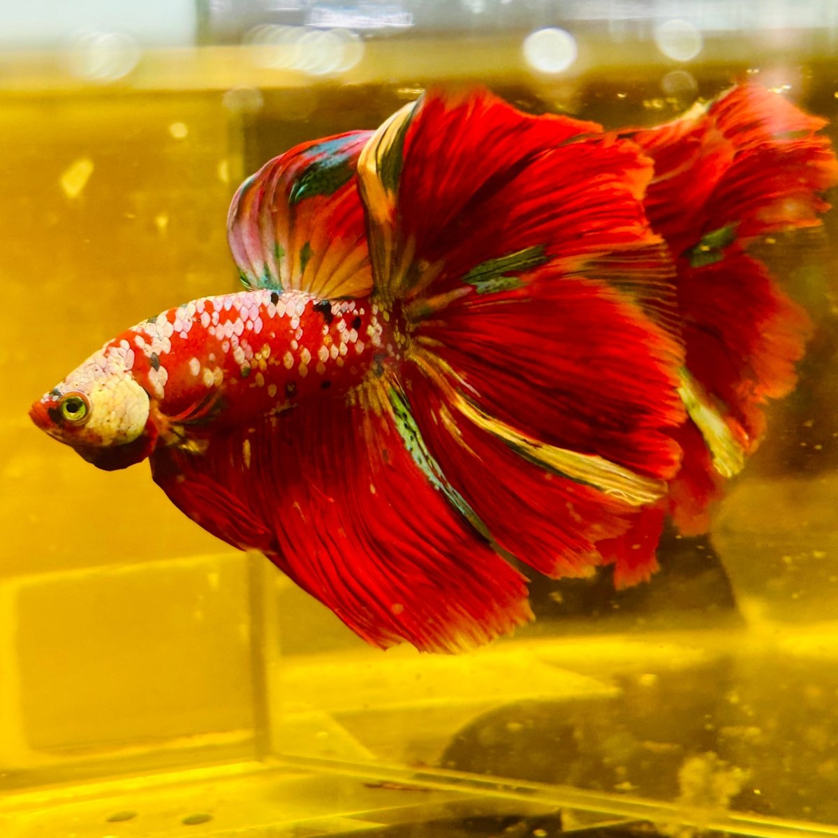 Halfmoon Red Koi Galaxy - Male Betta #111