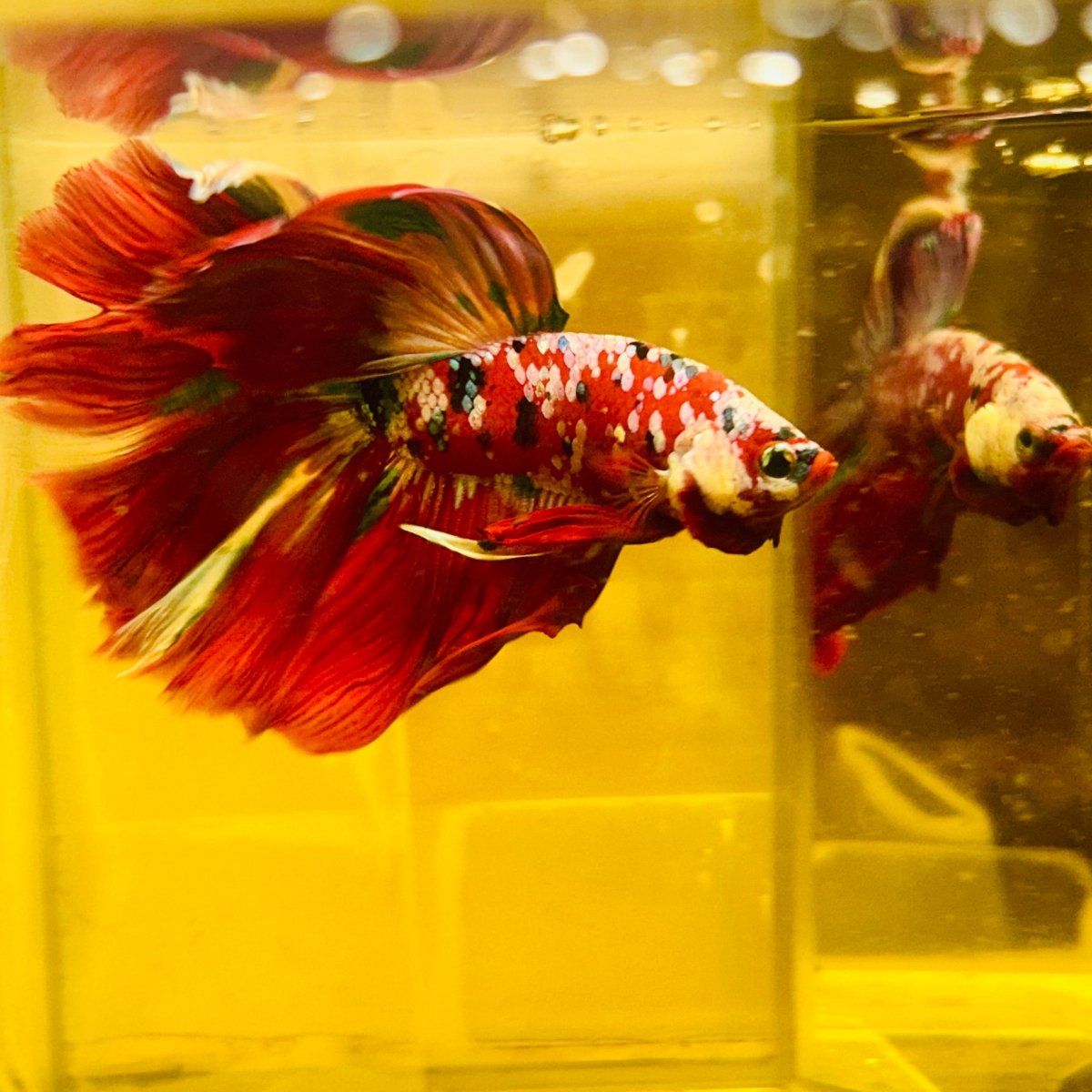 Halfmoon Red Koi Galaxy - Male Betta #111