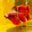 Halfmoon Red Koi Galaxy - Male Betta 111 Live Betta Fish Male betta