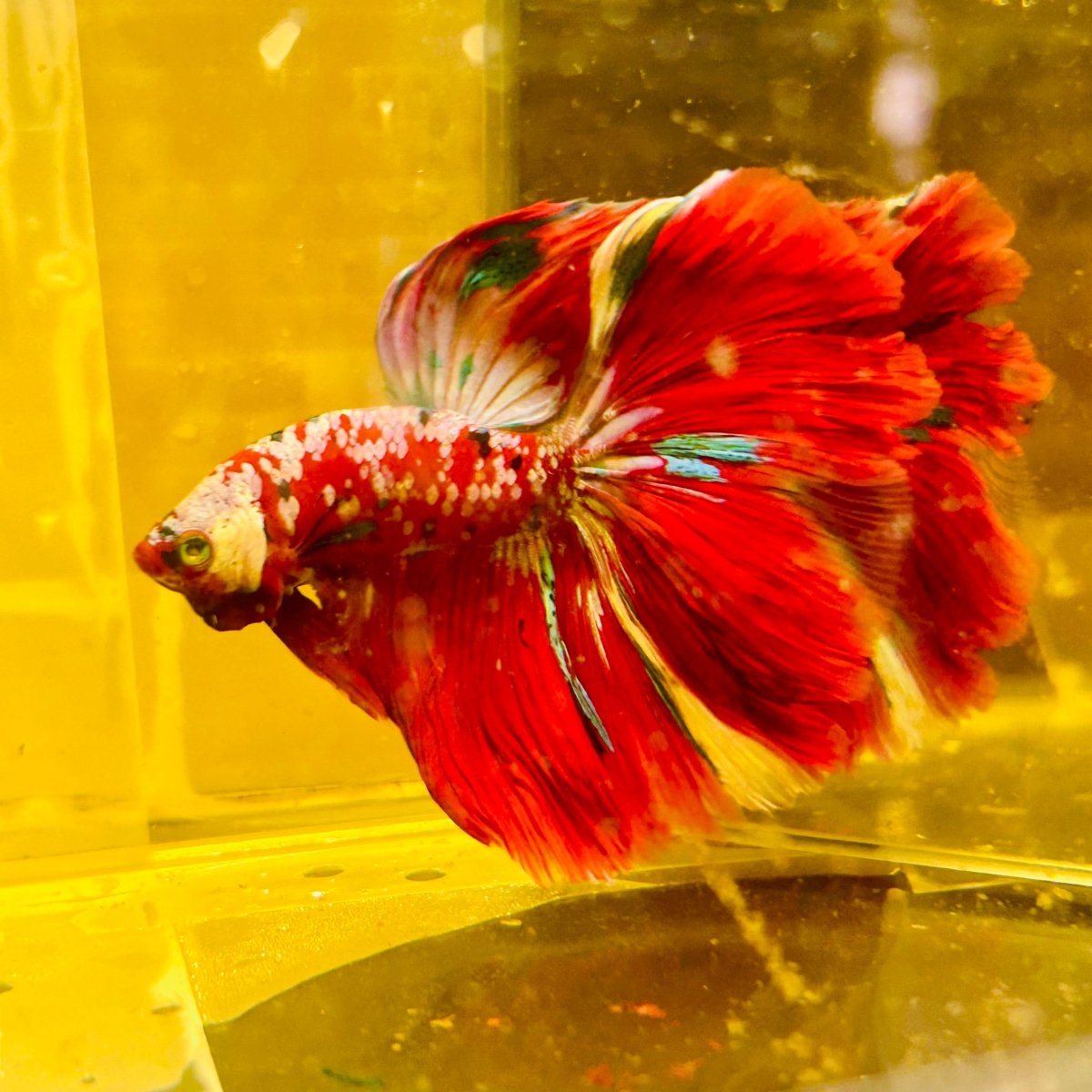 Halfmoon Red Koi Galaxy - Male Betta #111