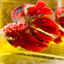 Halfmoon Red Koi Galaxy - Male Betta 111 Live Betta Fish Male betta