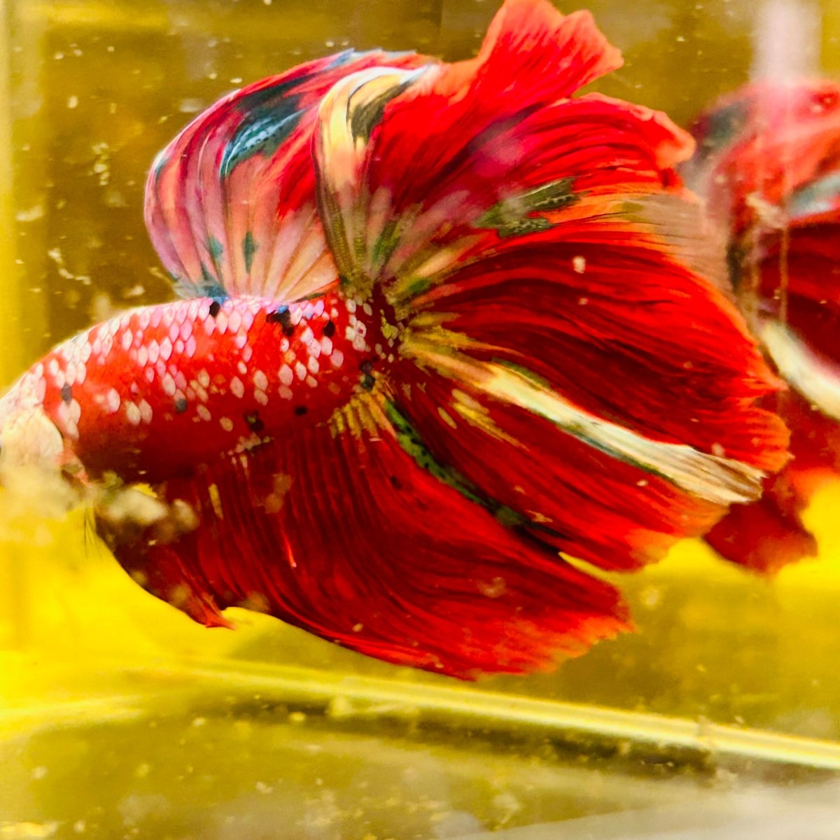 Halfmoon Red Koi Galaxy - Male Betta #111