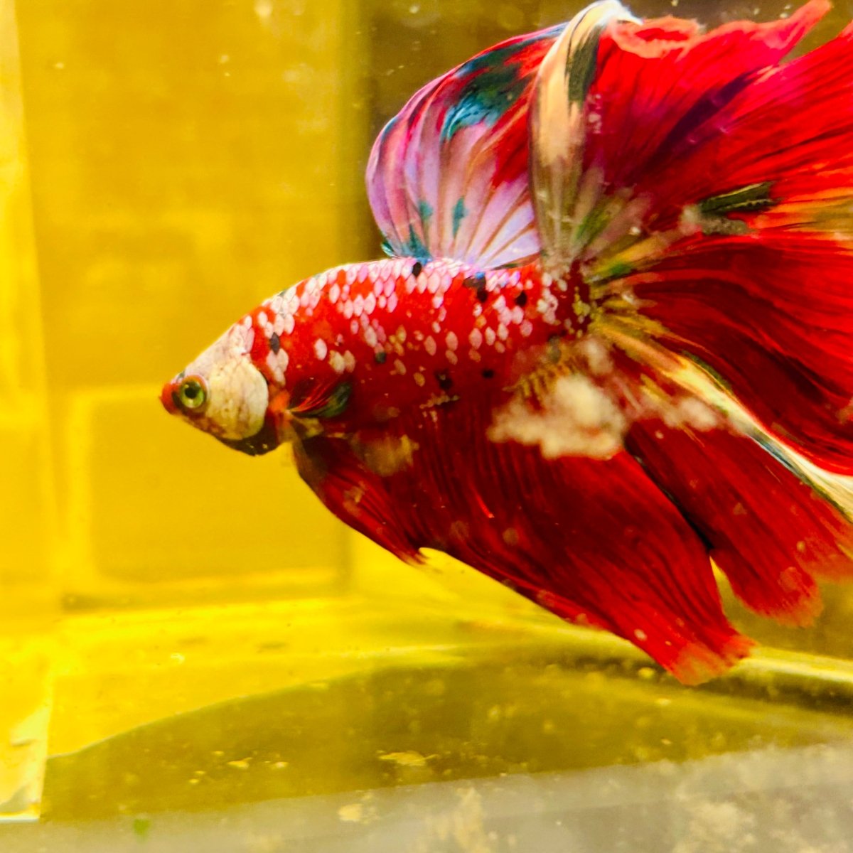 Halfmoon Red Koi Galaxy - Male Betta #111