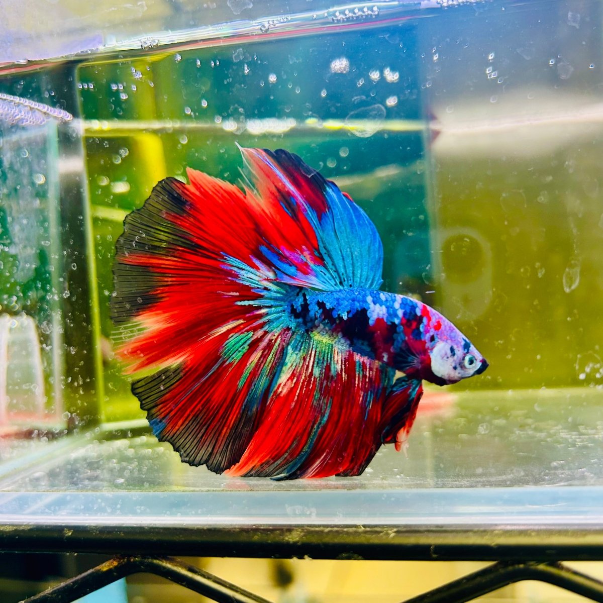 Halfmoon Red Koi Galaxy - Male Betta 139 Live Betta Fish Male betta