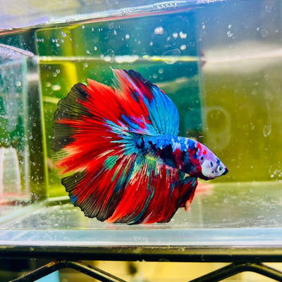 Halfmoon Red Koi Galaxy - Male Betta 139 Live Betta Fish Male betta