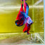 Halfmoon Red Koi Galaxy - Male Betta 139 Live Betta Fish Male betta