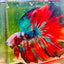 Halfmoon Red Koi Galaxy - Male Betta 139 Live Betta Fish Male betta