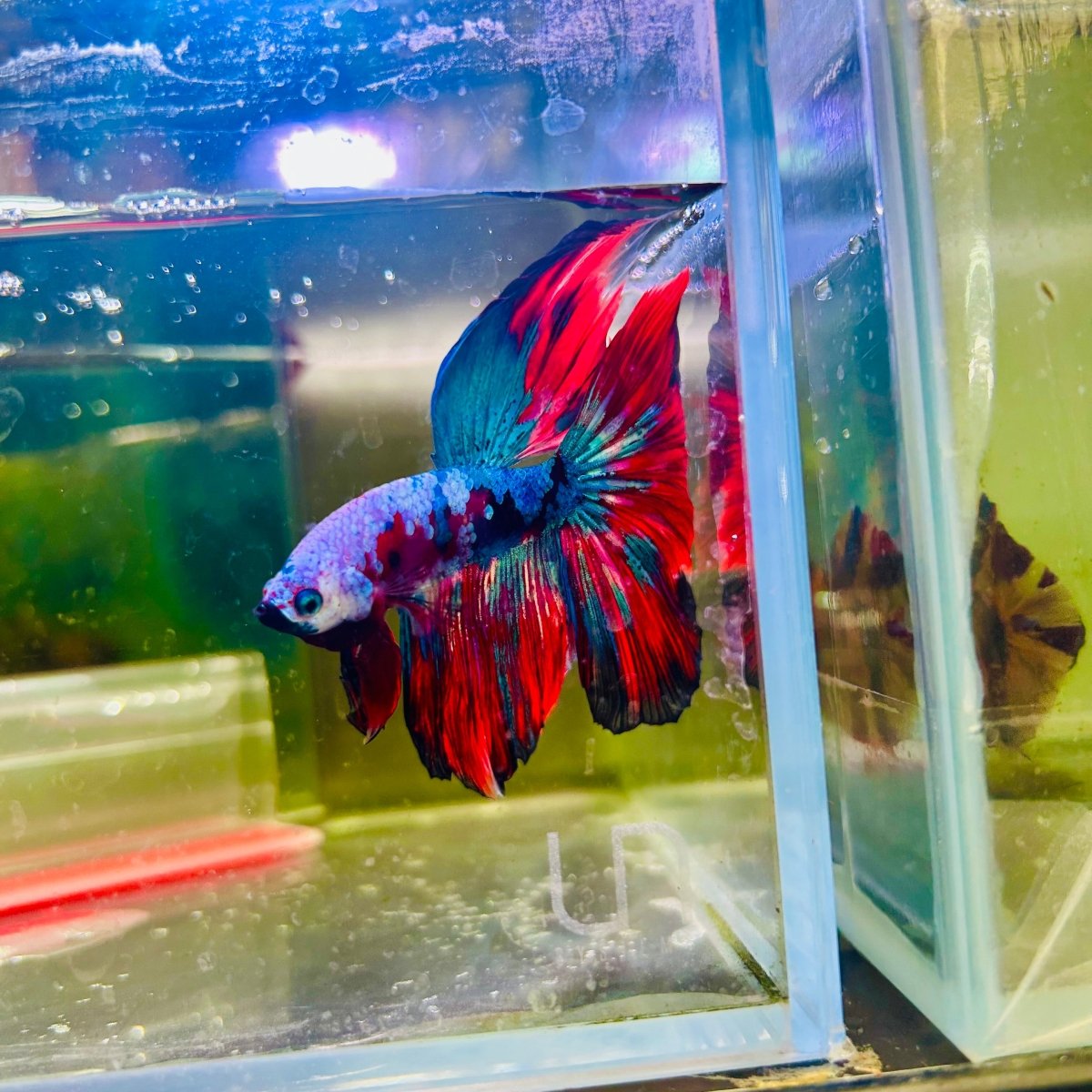 Halfmoon Red Koi Galaxy - Male Betta 139 Live Betta Fish Male betta