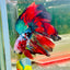 Halfmoon Red Koi Galaxy - Male Betta 139 Live Betta Fish Male betta