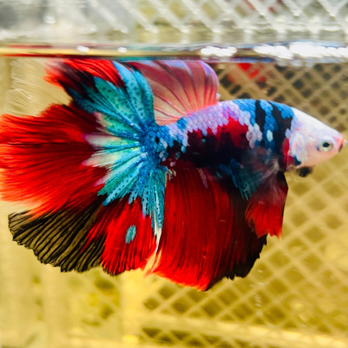 Halfmoon Red Koi Galaxy - Male Betta #148
