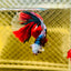 Halfmoon Red Koi Galaxy - Male Betta 148 Live Betta Fish Male betta