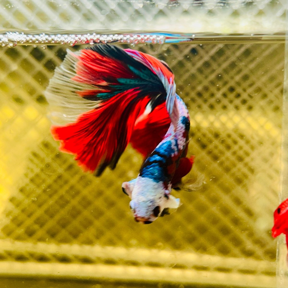 Halfmoon Red Koi Galaxy - Male Betta #148