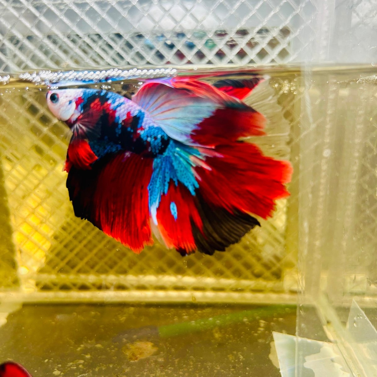 Halfmoon Red Koi Galaxy - Male Betta 148 Live Betta Fish Male betta