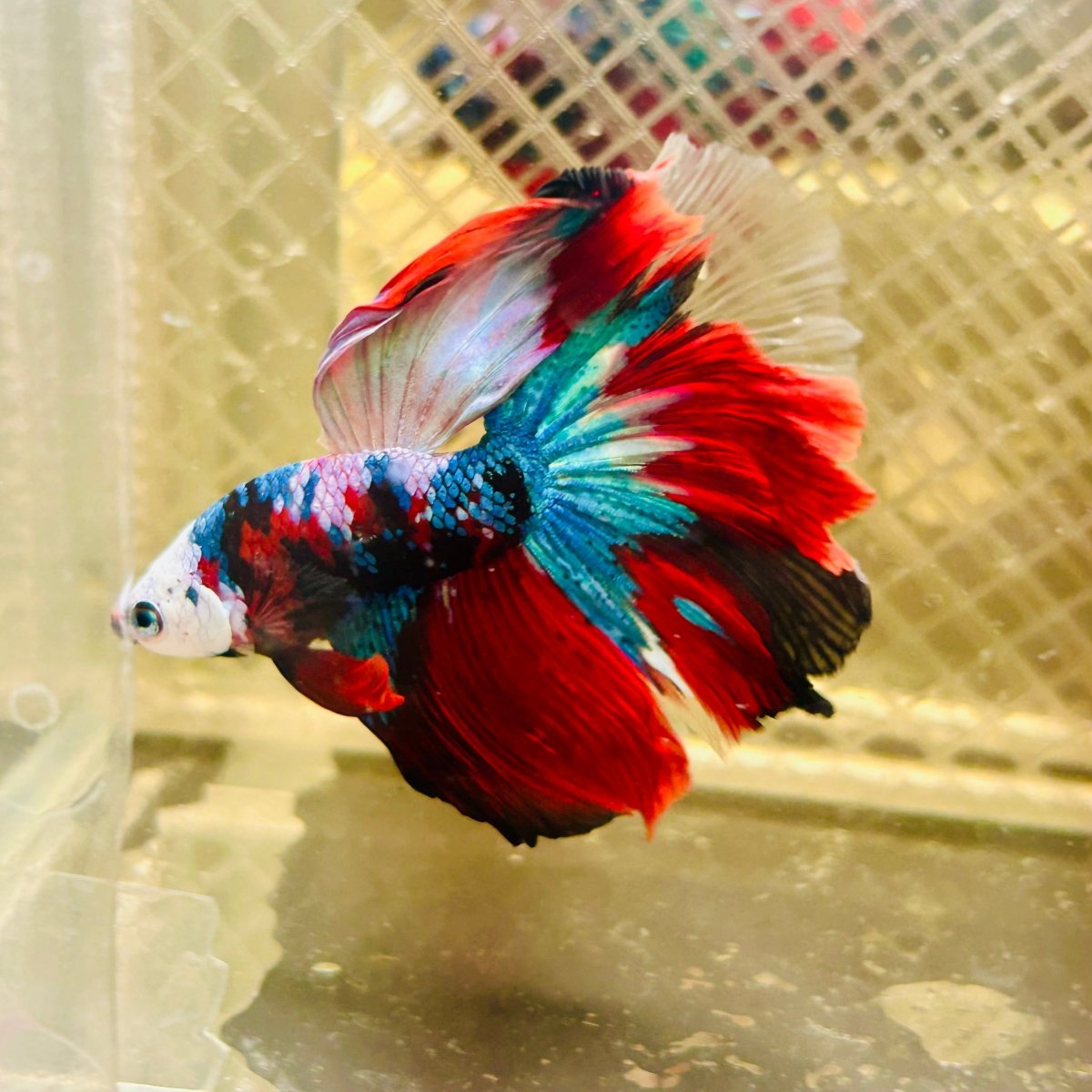 Halfmoon Red Koi Galaxy - Male Betta 148 Live Betta Fish Male betta