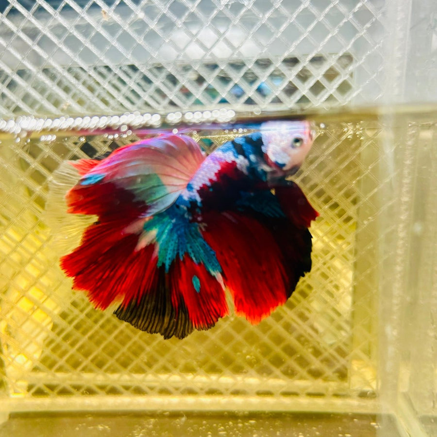 Halfmoon Red Koi Galaxy - Male Betta 148 Live Betta Fish Male betta