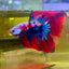 Halfmoon Red Koi Galaxy - Male Betta 155 Live Betta Fish Male betta