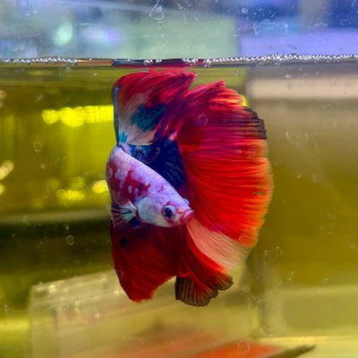 Halfmoon Red Koi Galaxy - Male Betta 155 Live Betta Fish Male betta