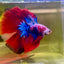 Halfmoon Red Koi Galaxy - Male Betta 155 Live Betta Fish Male betta