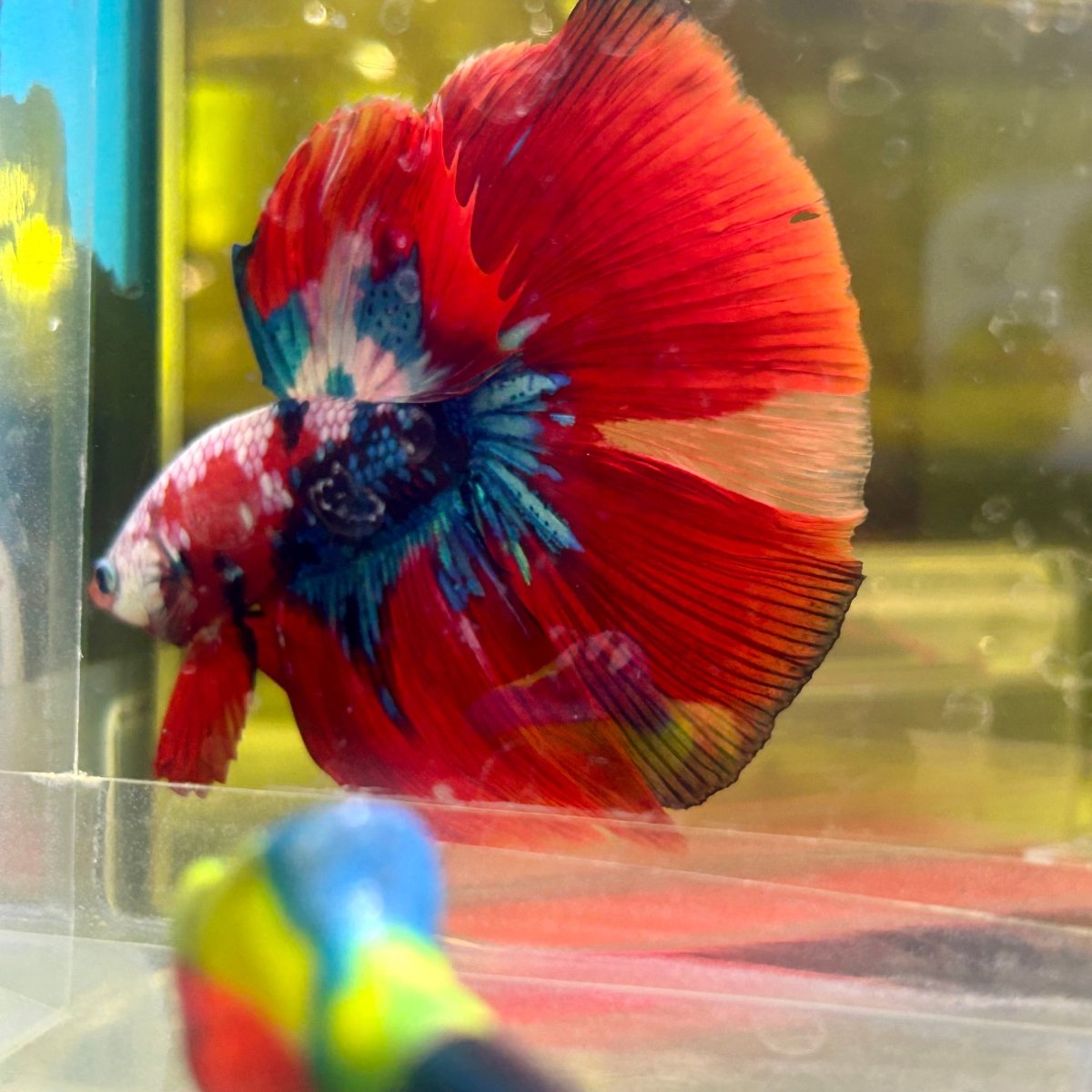Halfmoon Red Koi Galaxy - Male Betta 155 Live Betta Fish Male betta
