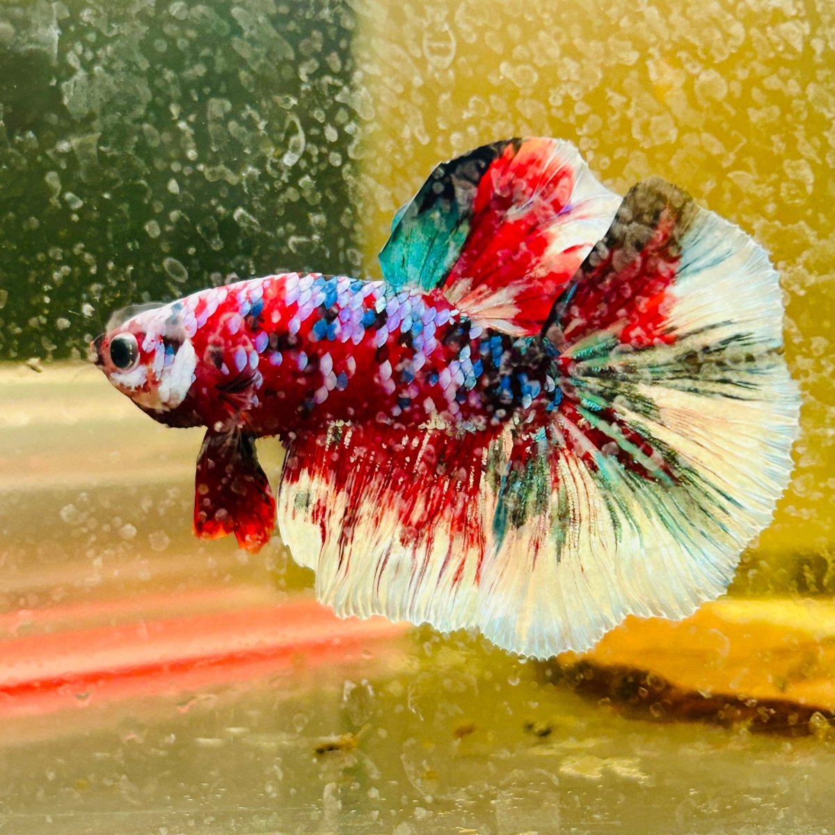 Halfmoon Red Koi Galaxy - Male Betta A222 Live Betta Fish Male betta