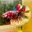 Halfmoon Red Koi Galaxy - Male Betta A222 Live Betta Fish Male betta